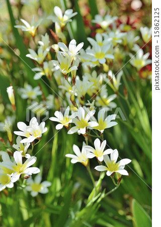 Suparakishisu 15862125