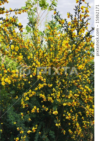 Enishida 15862171