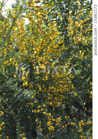 Enishida 15862173
