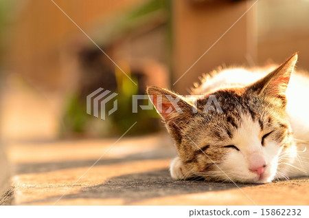 Stray cat Stray cat 15862232