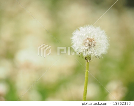 Dandelion 15862353