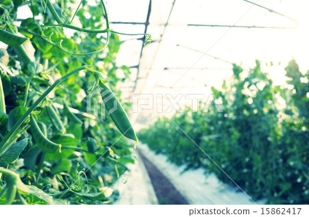 Cultivation of peas 15862417