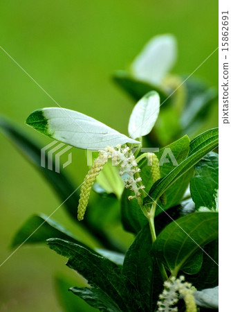 Summer bloom semi-summer students 15862691