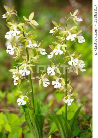 蝦脊蘭屬 15862817