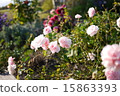 Old rose 15863393