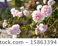 Old rose 15863394