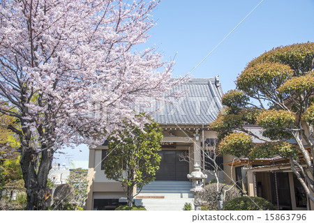 Koenji Suginami Ward的Matsuji寺的主要大廳 15863796