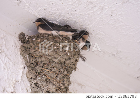 燕子的小雞 15863798