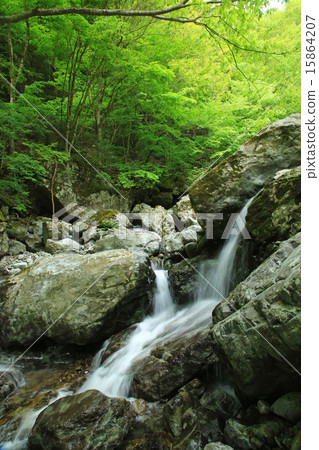 Fresh green Mitarai valley Nara prefecture Fresh green Mitarai valley Nara prefecture 15864207