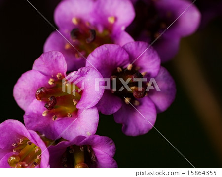 flower flower 15864355