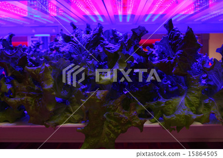 耕種的 栽培 養殖 15864505