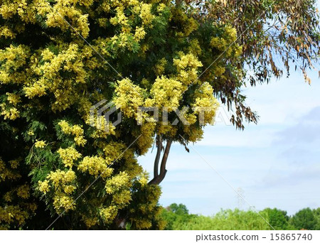 在盛開的金合歡花 在盛開的金合歡花 15865740