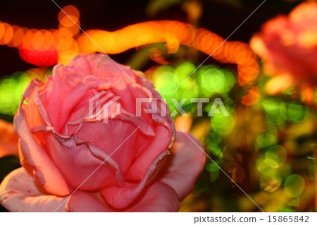 花 花 15865842