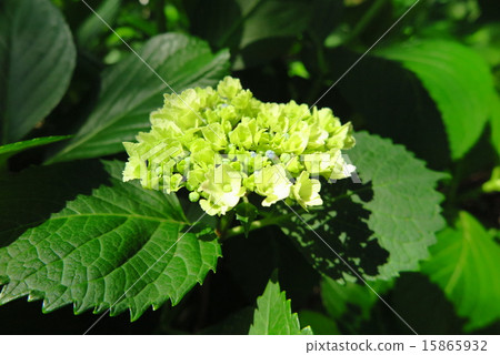 Hydrangea buds 15865932