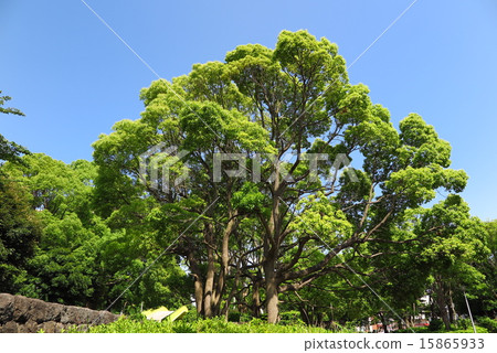 Camphor tree and blue sky Camphor tree and blue sky 15865933