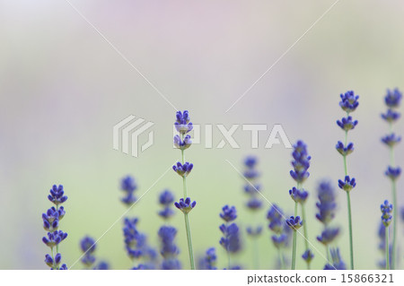 薰衣草 薰衣草 15866321