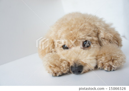 toy poodle  15866326