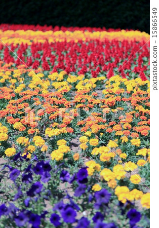 flower bed flower bed 15866549