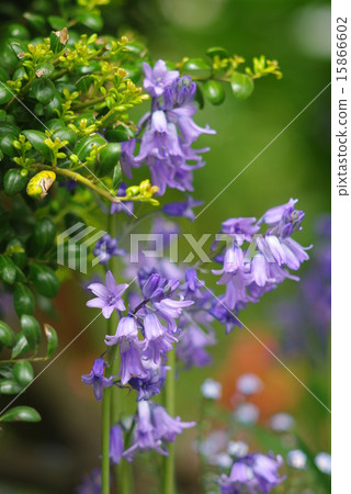 貝爾蜻蜓Trellane Suisen縱向圖像 15866602
