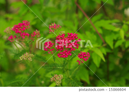 Seasonal grasshopper Western seed grass Seasonal grasshopper Western seed grass 15866604