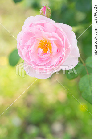 玫瑰（Seputed Isle） 15866625