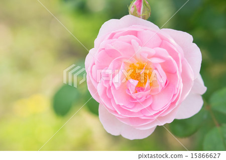 Rose (Seputed Isle) Rose (Seputed Isle) 15866627