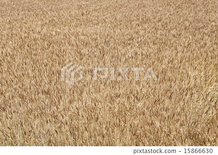 Wheat field 15866630