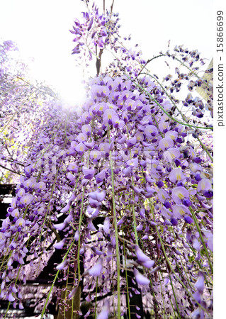 Yame Kuroki Ooto Festival Wister Up 15866699