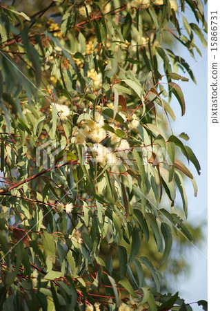 Eucalyptus flowers in full bloom 15866731