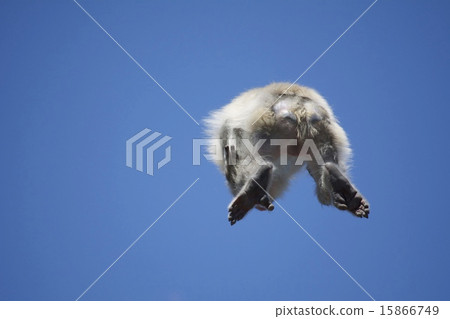 Flying monkey 15866749