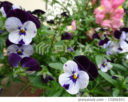 中提琴和花壇 中提琴和花壇 15866841