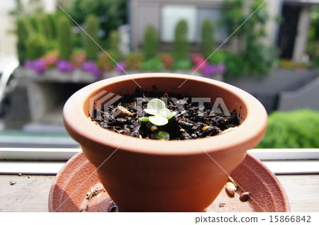 Karancoe發芽和春天 15866842