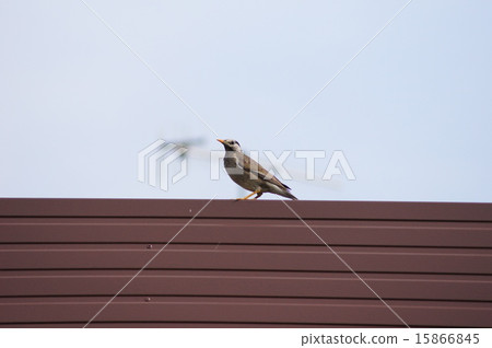 芥末和屋頂 15866845