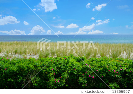 View over the dike grass on the coast 15866907