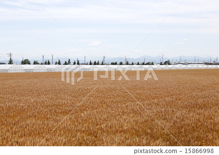 Wheat field and plastic house Wheat field and plastic house 15866998