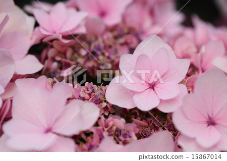 Hydrangea hopping cider (hydrangea from Tochigi Prefecture) 15867014