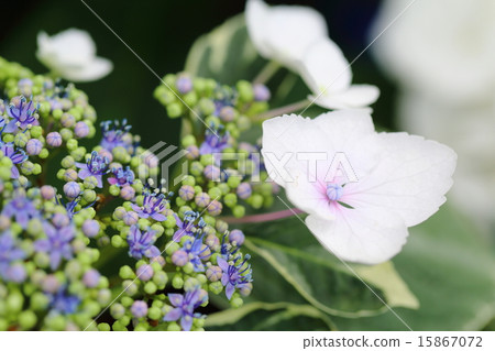 Hydrangea cojiji Hydrangea cojiji 15867072