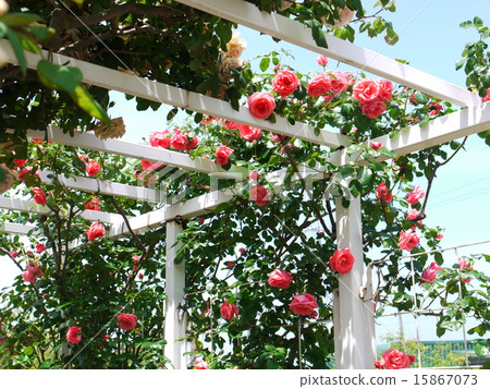 Yoshosei rose park 15867073