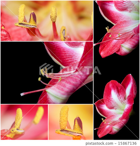 Collage of close up view of a amaryllis flower 15867136