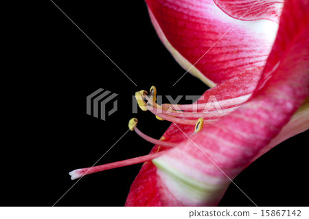 Extreme close up view of a amaryllis flower temple 15867142