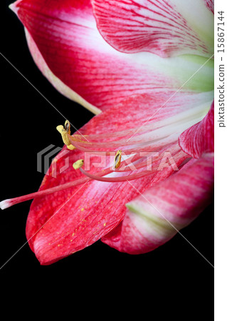 Close up of Amaryllis flower on black background 15867144