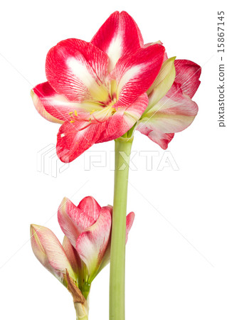 Close up of Amaryllis plant with blossoms Close up of Amaryllis plant with blossoms 15867145