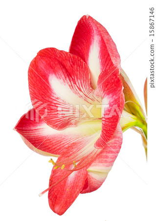 Close up of an amaryllis flower 15867146