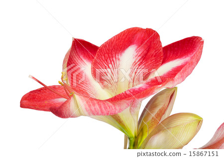 Close up of an amaryllis flower 15867151