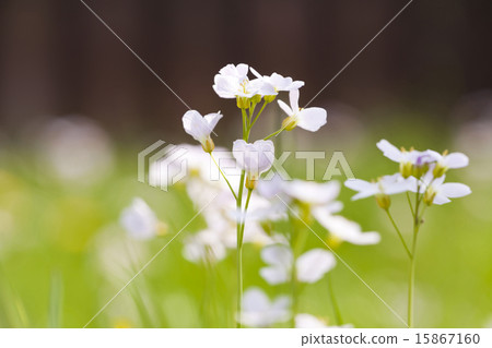 Cuckoo flower on meadow 15867160