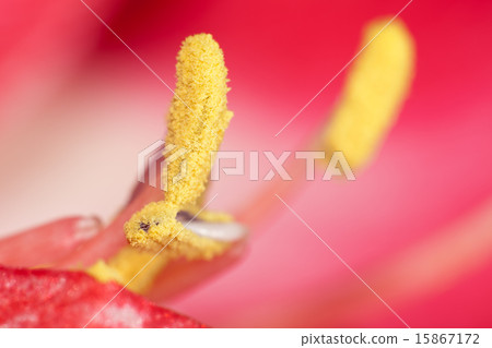 Extreme close up view of a amaryllis flower temple Extreme close up view of a amaryllis flower temple 15867172