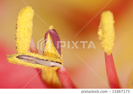 Extreme close up view of a amaryllis flower temple Extreme close up view of a amaryllis flower temple 15867173