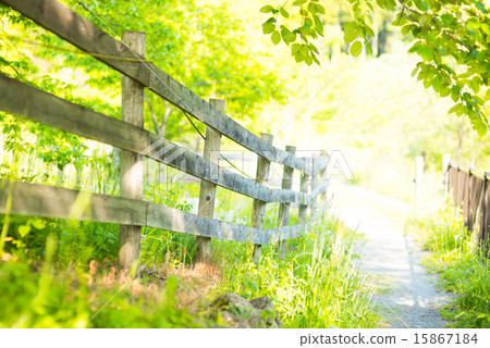 在森林裡的路 在森林裡的路 15867184