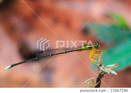 dragonfly 15867290