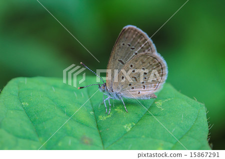 Beautiful Butterfly 15867291